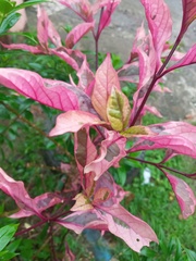 Alternanthera