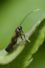 Euspilapteryx auroguttella