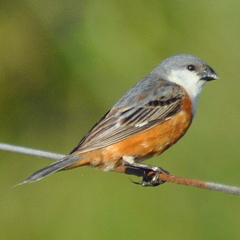 Sporophila palustris