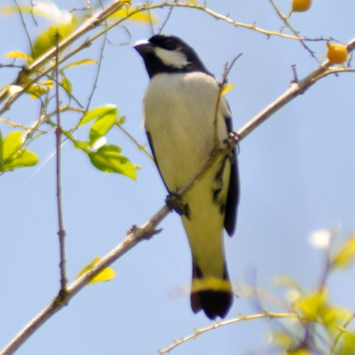 Lined Seedeater (Sporophila lineola), photo 8