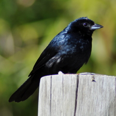 Tachyphonus coronatus