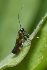 Euspilapteryx auroguttella