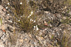 Actinotus minor