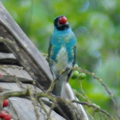 Tersina viridis