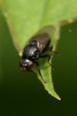 Oscinellinae