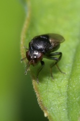 Oscinellinae