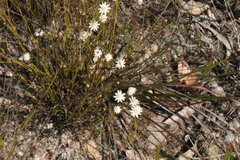 Actinotus minor