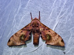 Daphnusa