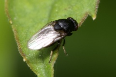 Oscinellinae