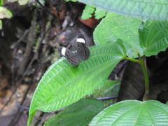 Mesosemia asa iphigenia