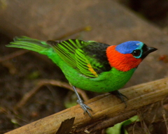 Tangara cyanocephala