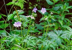 Geranium sylvaticum