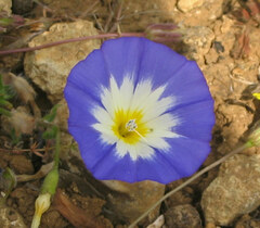 Convolvulus tricolor