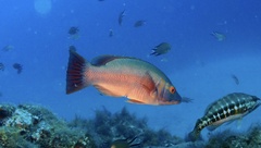 Bodianus scrofa