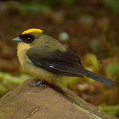 Trichothraupis melanops