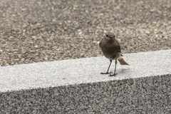 Phoenicurus ochruros