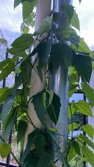 Thunbergia laurifolia image