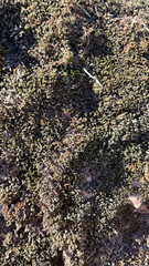 Hedwigia ciliata