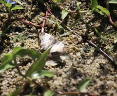 Polyctor cleta