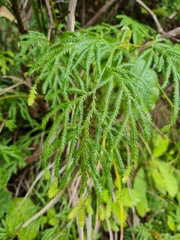 Lycopodium volubile