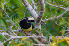 Pteroglossus aracari