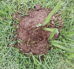 Solenopsis saevissima