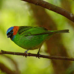 Tangara cyanocephala