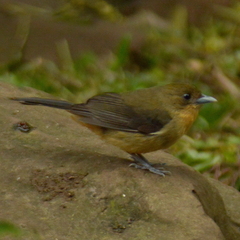 Trichothraupis melanops
