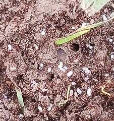 Solenopsis saevissima