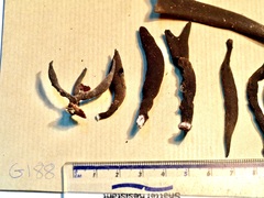 Xylaria longipes