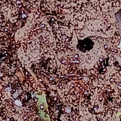 Solenopsis saevissima