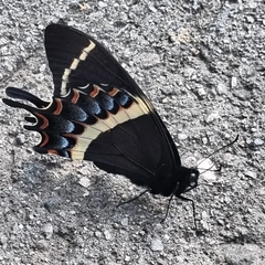 Papilio garamas