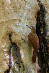 Xiphorhynchus guttatus