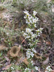 Leptospermum continentale