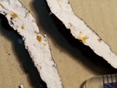 Xylaria longipes