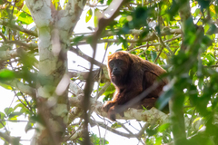 Alouatta guariba