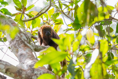 Alouatta guariba