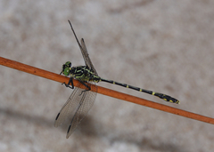 Austrogomphus ochraceus