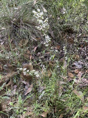 Leptospermum continentale