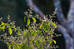 Brasiliocroton mamoninha