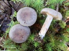Lactarius hibbardiae