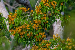 Pterocarpus violaceus