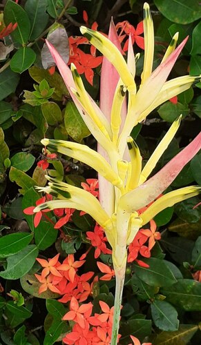 Heliconia psittacorum