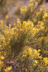 Ericameria paniculata