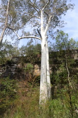 Eucalyptus grandis