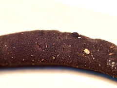 Xylaria longipes
