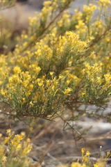 Ericameria paniculata