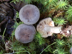 Lactarius hibbardiae