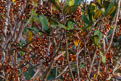 Eriotheca macrophylla