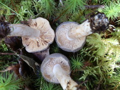 Lactarius hibbardiae